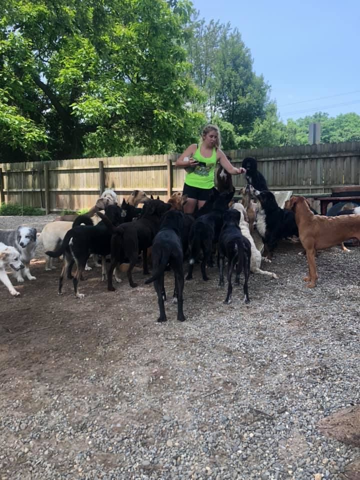 Woman in neon green top among many dogs in a fenced gravel yard outdoors