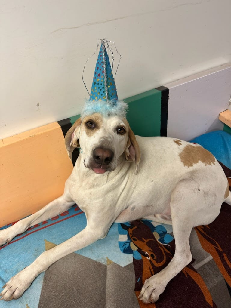 White dog wearing a blue party hat lies on a colorful mat indoors, looking at the camera.