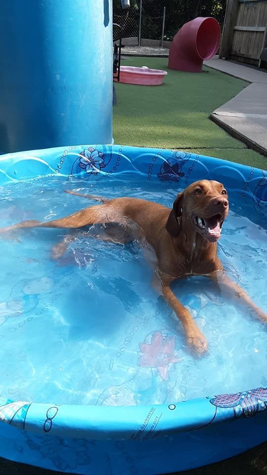 Brown dog lounging in a blue kiddie pool in a backyard, with water splashing around it