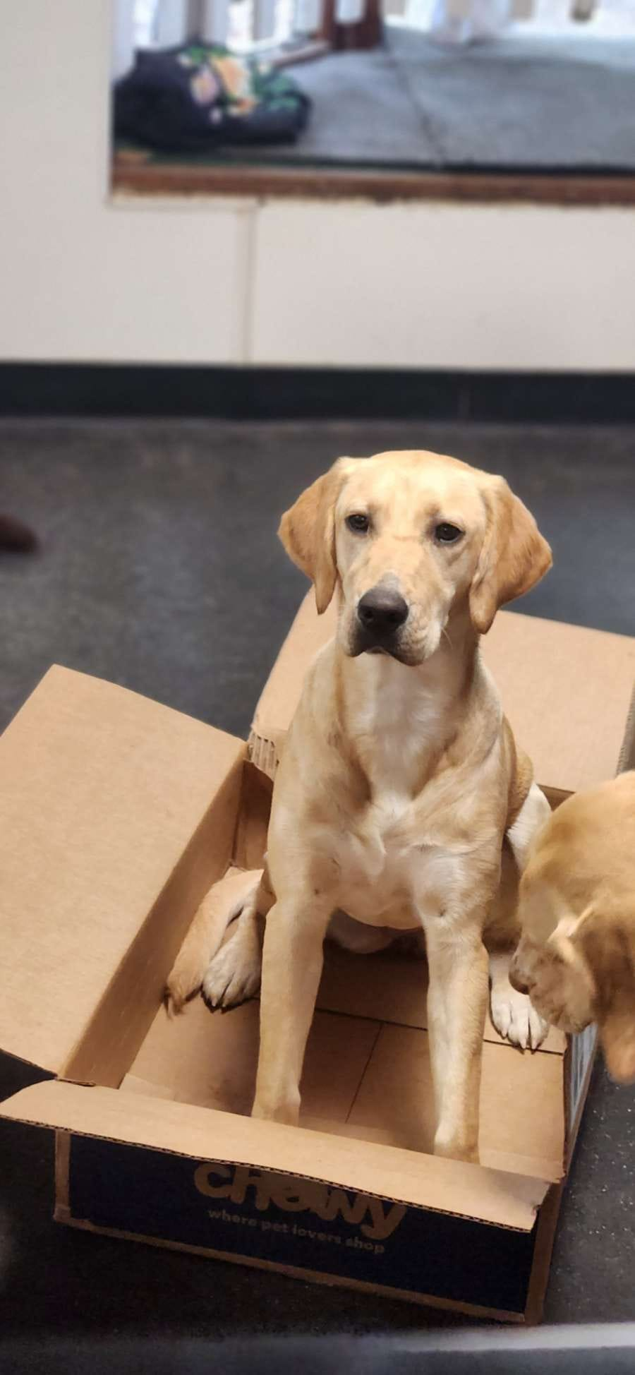 Golden retriever puppy sitting in a cardboard box on a dark floor, looking at the camera