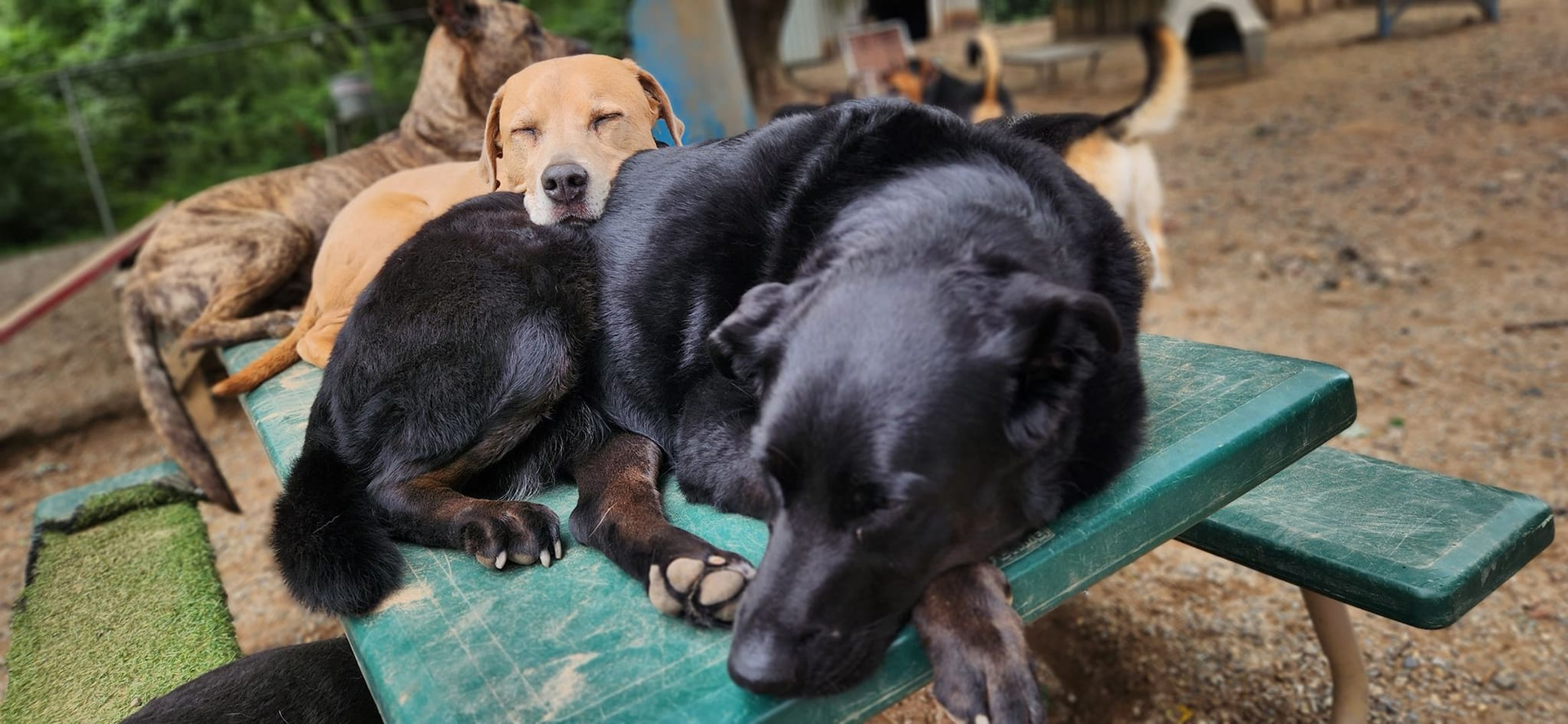 Two black dogs resting on a green picnic table, with a tan dog standing behind them outdoors.