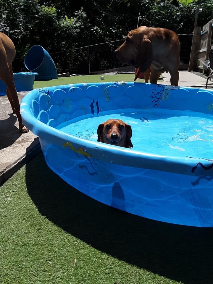 Dog in a blue kiddie pool with another dog standing nearby in a sunny backyard.