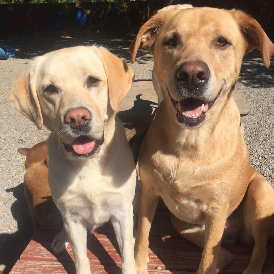 Two tan dogs sitting outdoors in sunlight, both facing the camera with happy expressions