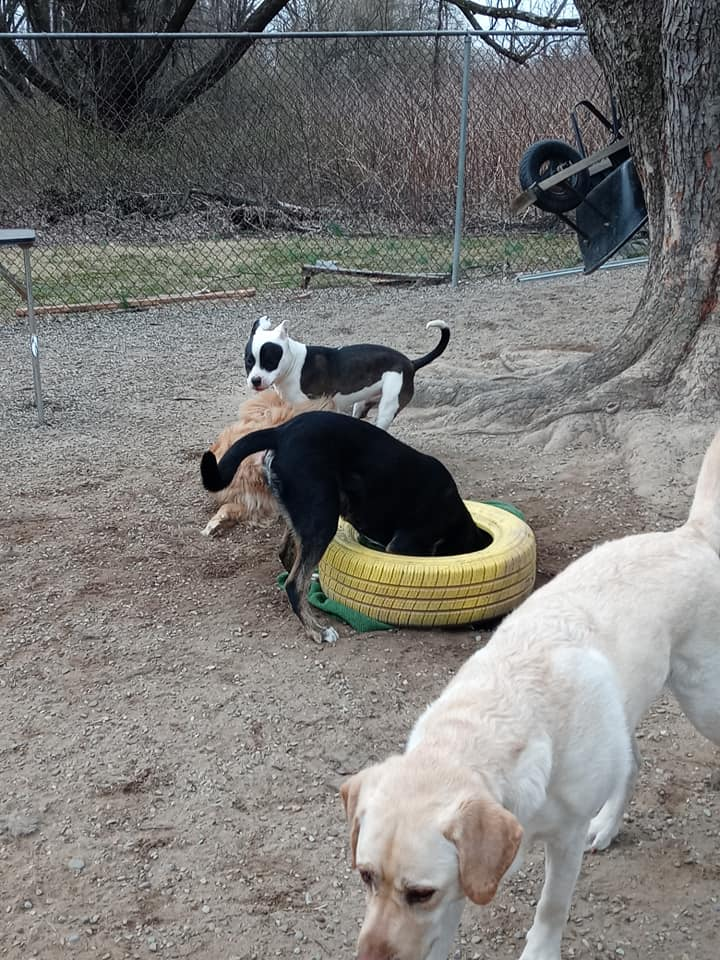 Four dogs in a fenced yard, one black dog standing in a yellow tire, one white dog in front.