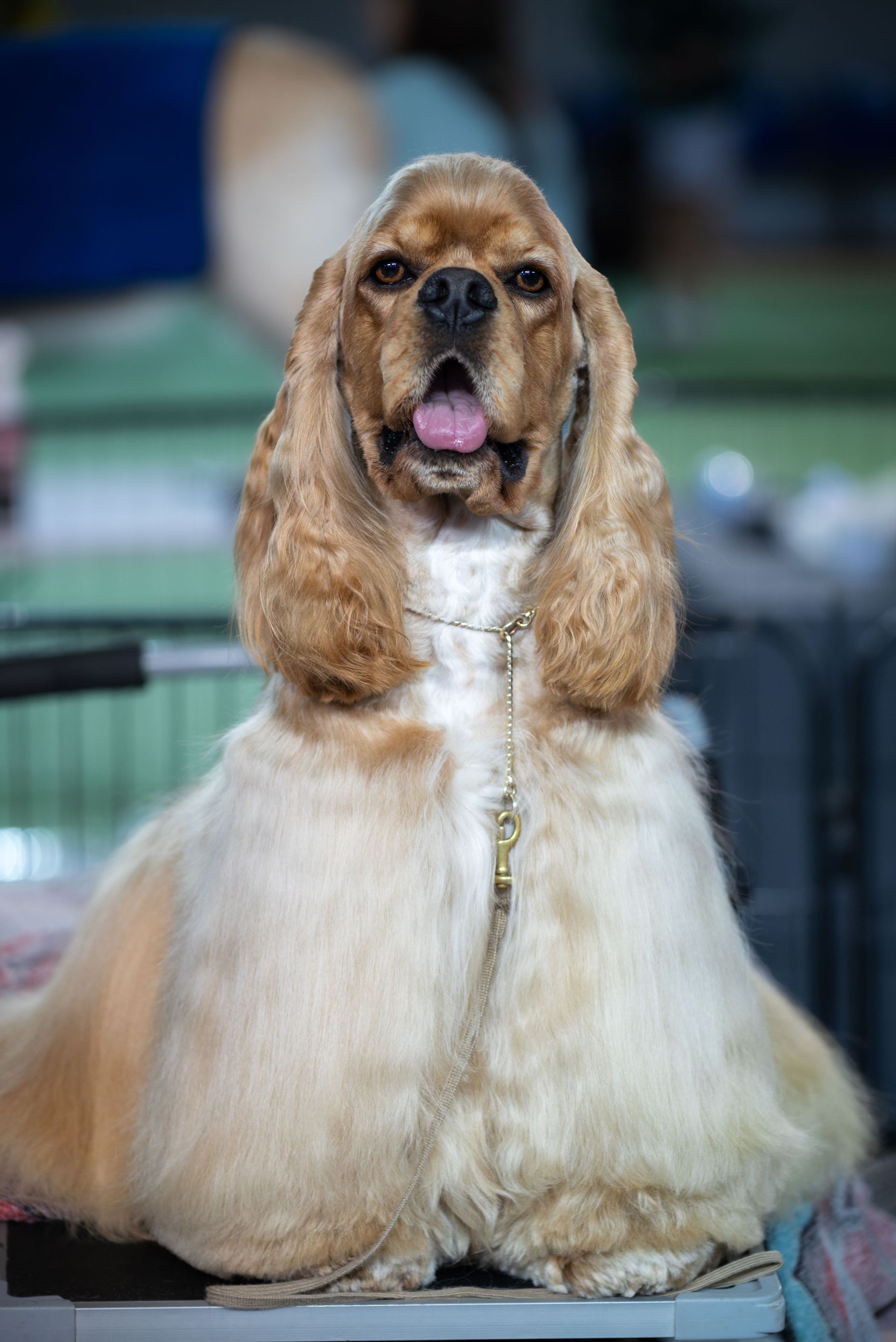 Cocker spaniel with long ears and fluffy white-and-tan coat sitting on a table at a dog show