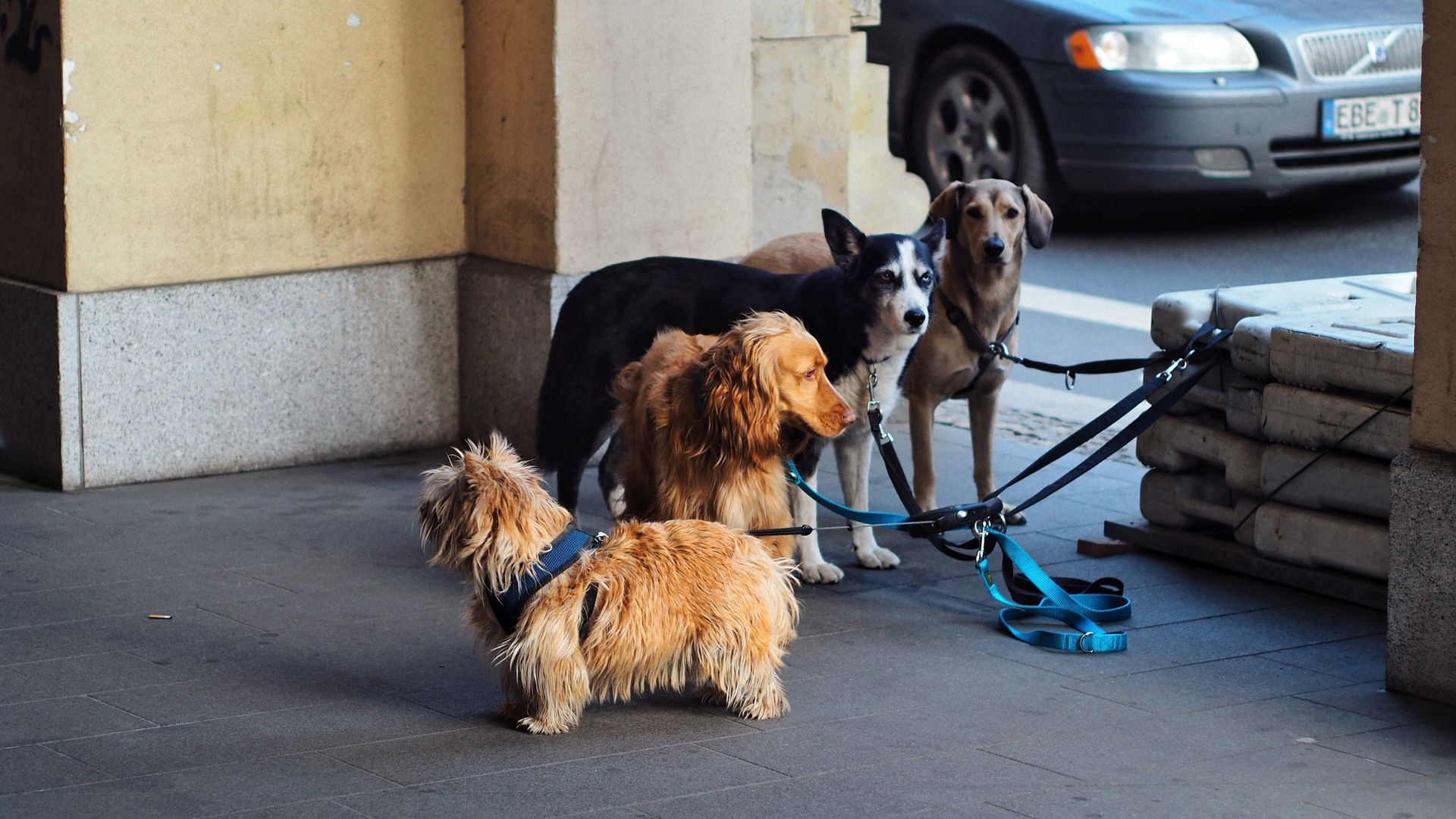 Three small dogs on leashes standing by a building entrance near a parked car
