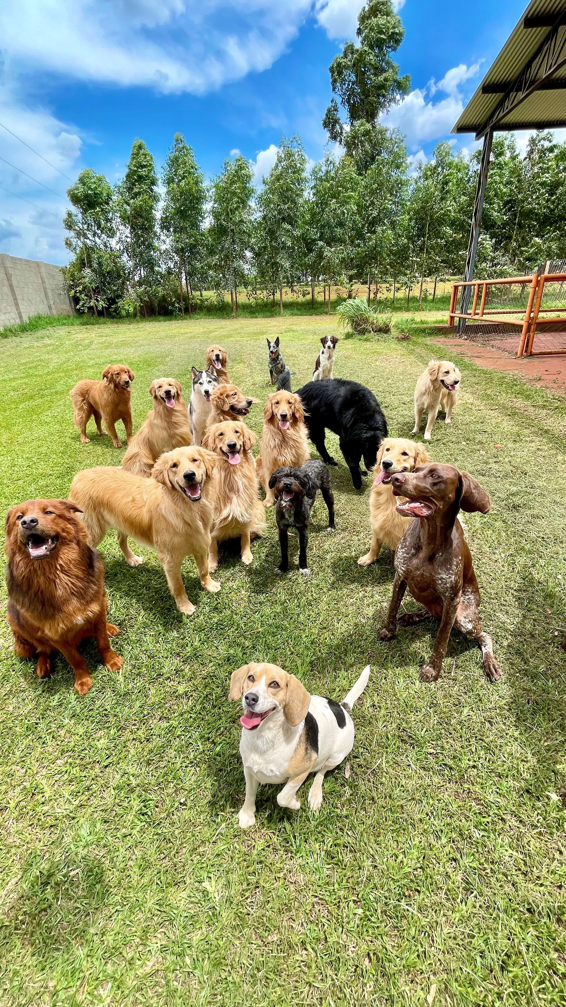 A group of dogs of various colors sitting and standing on a grassy field under a blue sky.