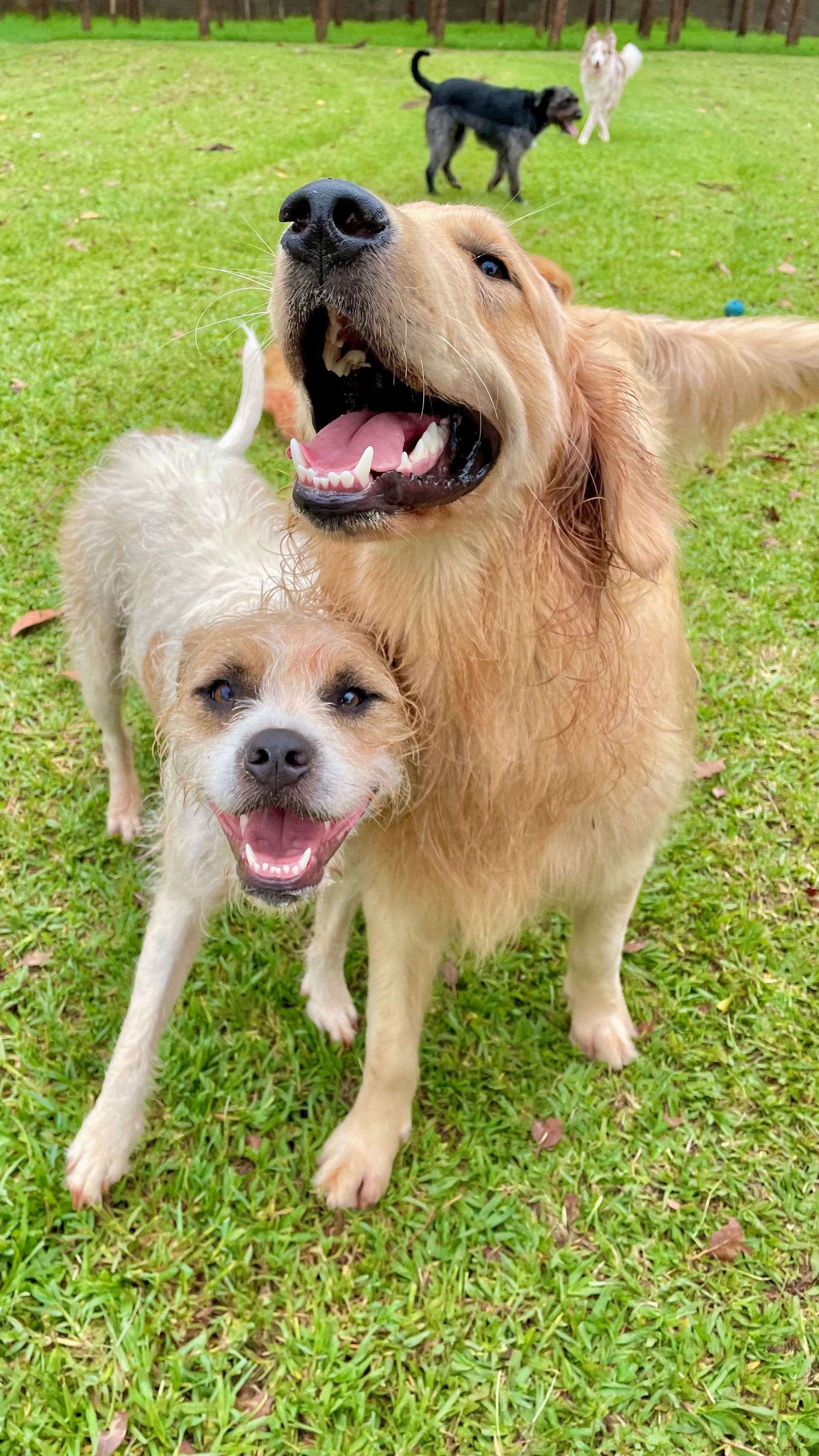 Two happy dogs on grass, with a tan dog behind a cream dog; another dog stands in the background.