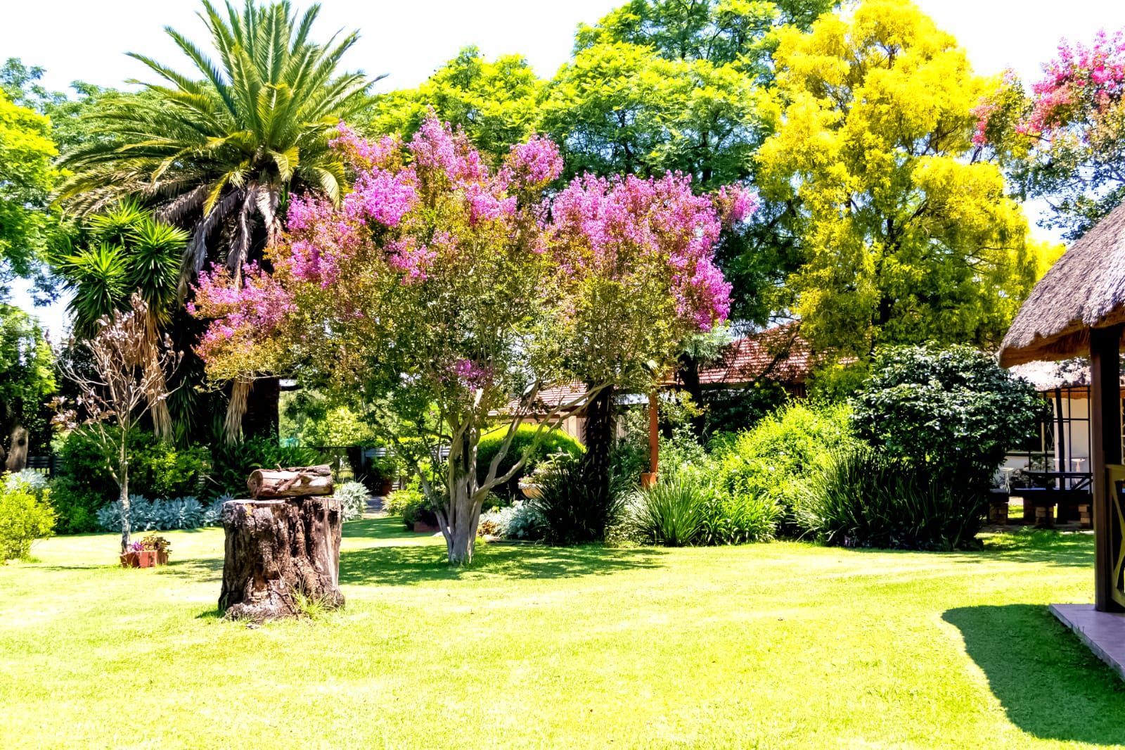 Sunny garden with blooming pink and yellow trees, green lawn, and a thatched hut on the right