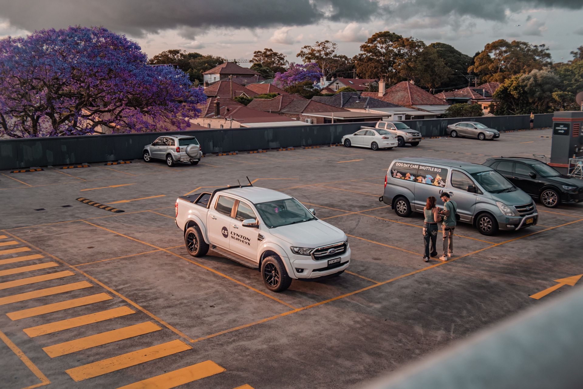 Work utes parked under jacaranda trees in a business car park
