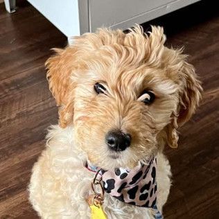 Golden-haired dog with a playful expression wearing a cheetah print bandana on a wood floor.