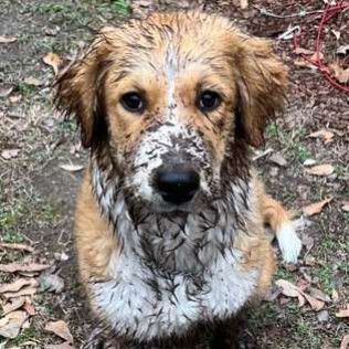 Muddy brown and white dog looking directly at the camera.