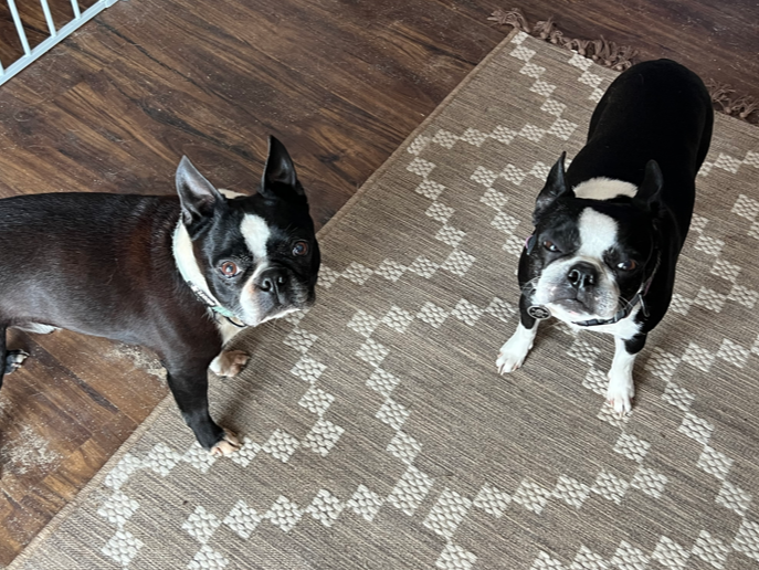 Two Boston terriers on a brown patterned rug and wood floor, one looking left, the other forward.