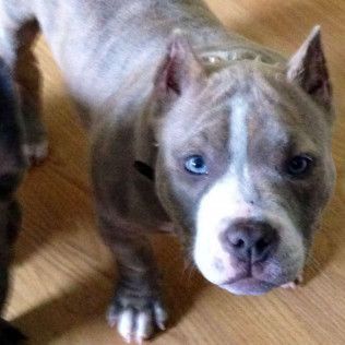 Pit bull puppy with blue eyes and white stripe on face looking up.