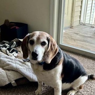 Beagle dog sitting on a carpet next to a sliding glass door, looking at the camera.