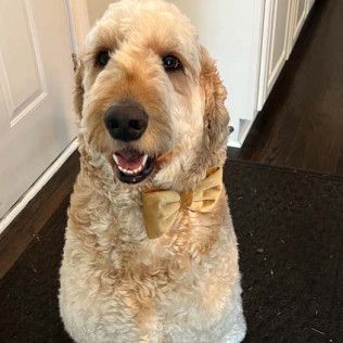 Golden doodle with a bow tie smiles in a home, near a white door.