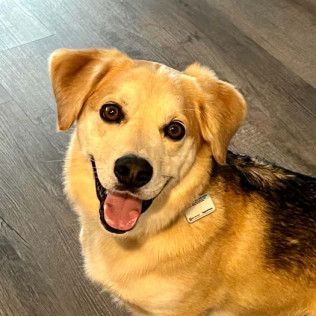 Smiling dog with tan and black fur.
