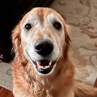Golden Retriever dog smiling at the camera, with a light brown and cream-colored coat.