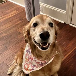 Golden retriever wearing a bandana smiles at the camera, sitting on a wood floor.