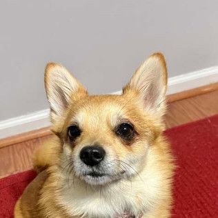 Tan and white corgi dog looking directly at the camera, sitting on a red rug.