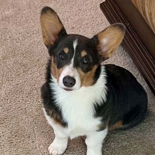 Tri-color Pembroke Welsh Corgi sitting on a carpet, looking at the camera.