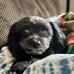 Black dog resting on a blue and white blanket.