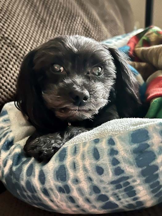 Black dog with graying muzzle nestled in a blue tie-dye bed, looking at the viewer.