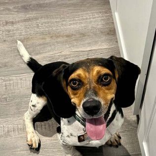 Beagle dog with black, white, and brown fur, panting with tongue out, sitting and looking upwards.