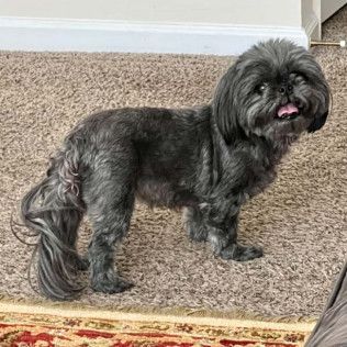Dark gray Shih Tzu dog with tongue out, standing on carpet.