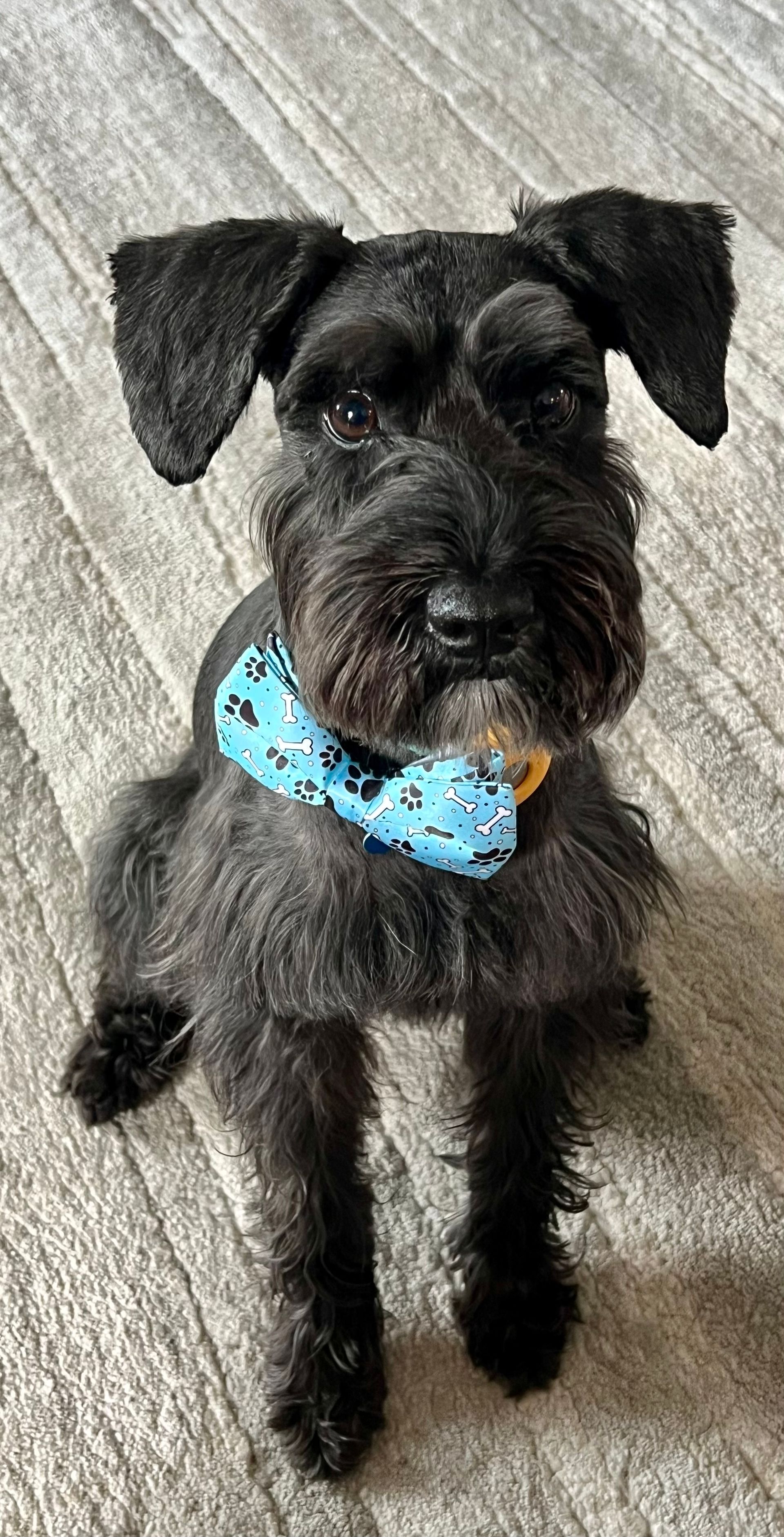 Black Miniature Schnauzer wearing a blue bandana, sitting on a gray rug.