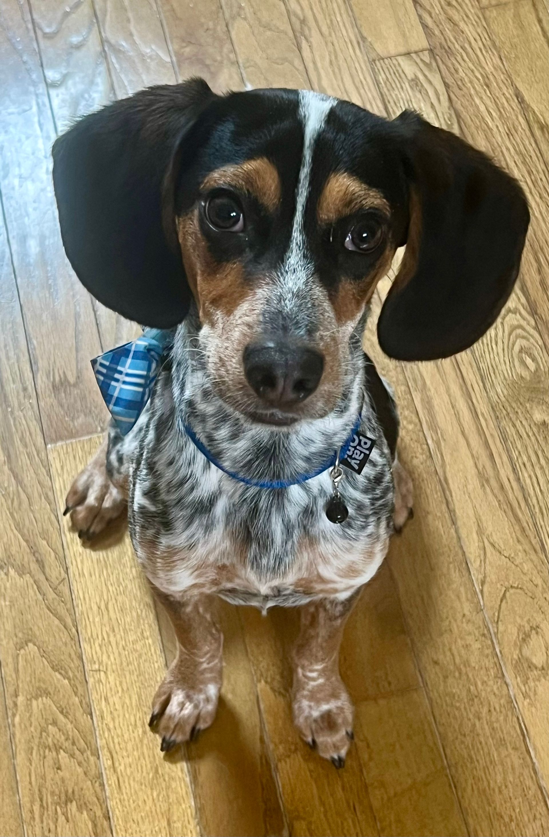 Dachshund dog with big, floppy ears wearing a blue collar and shirt, sitting on a wooden floor.