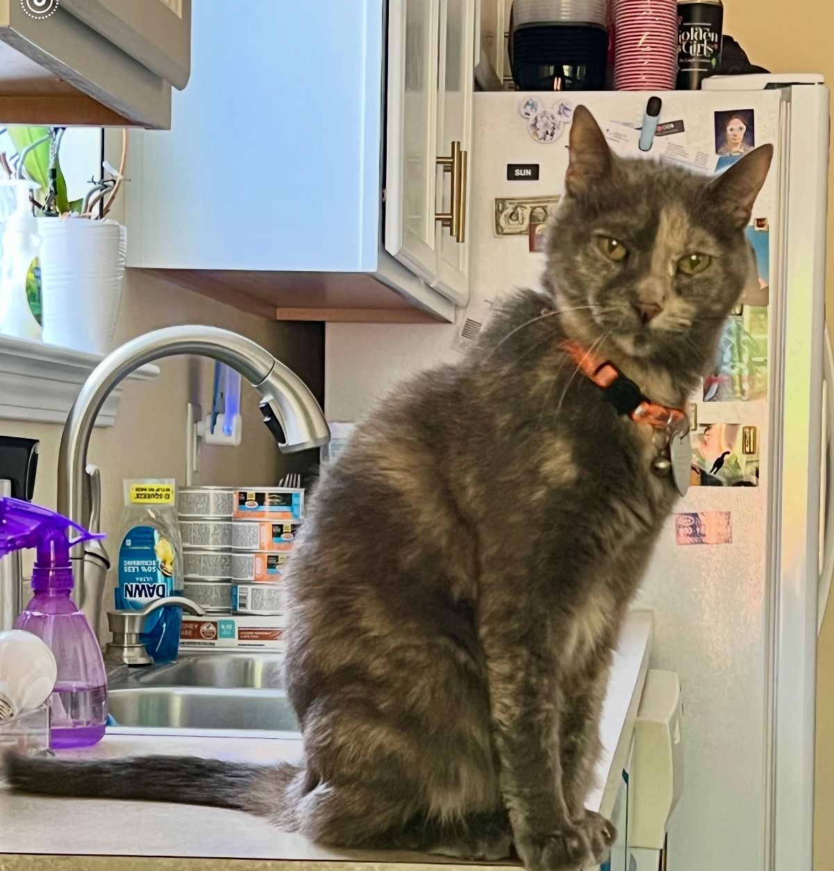 Gray and tan cat with an orange collar sits on a kitchen counter near a sink.