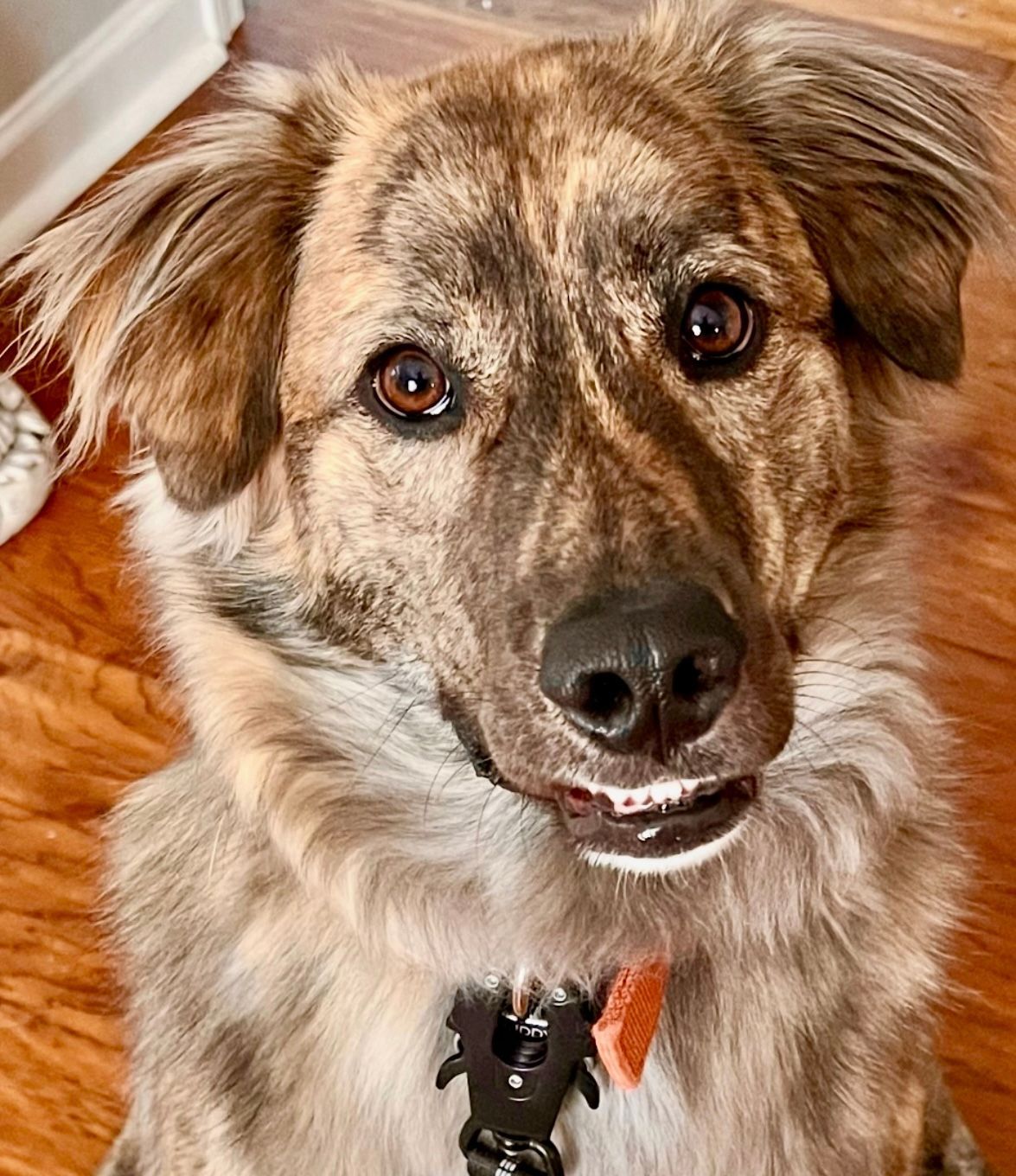 Brindle dog with brown eyes looking at the camera, wearing a tag, lying on a wooden floor.