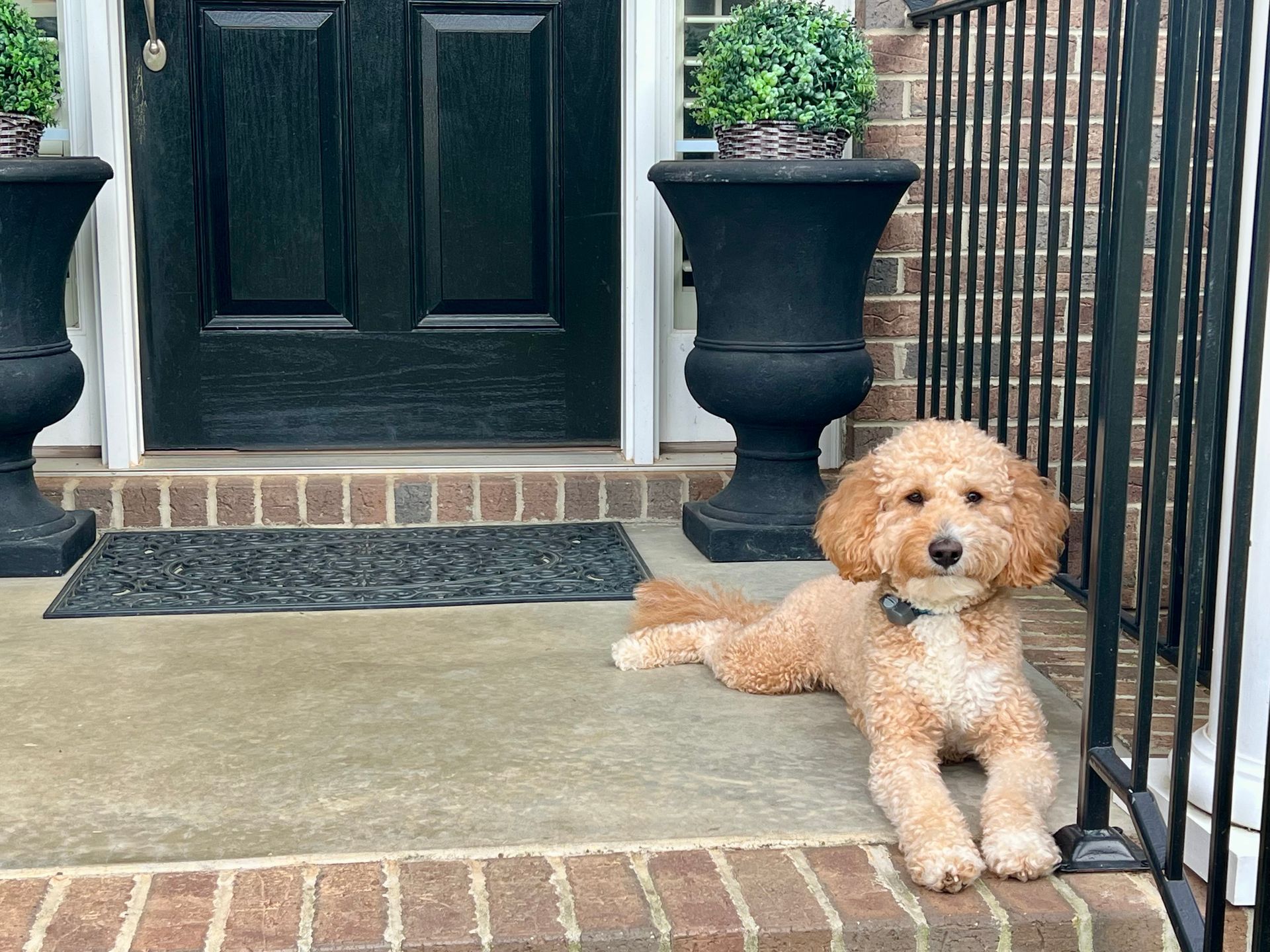 Goldendoodle dog lounging on a porch next to black planters and a dark door.