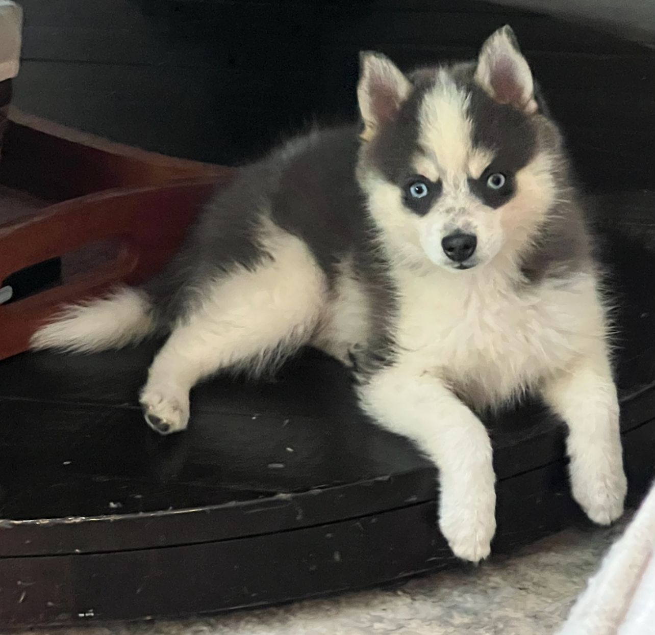 A fluffy husky puppy with blue eyes and a gray and white coat lies down, looking forward.