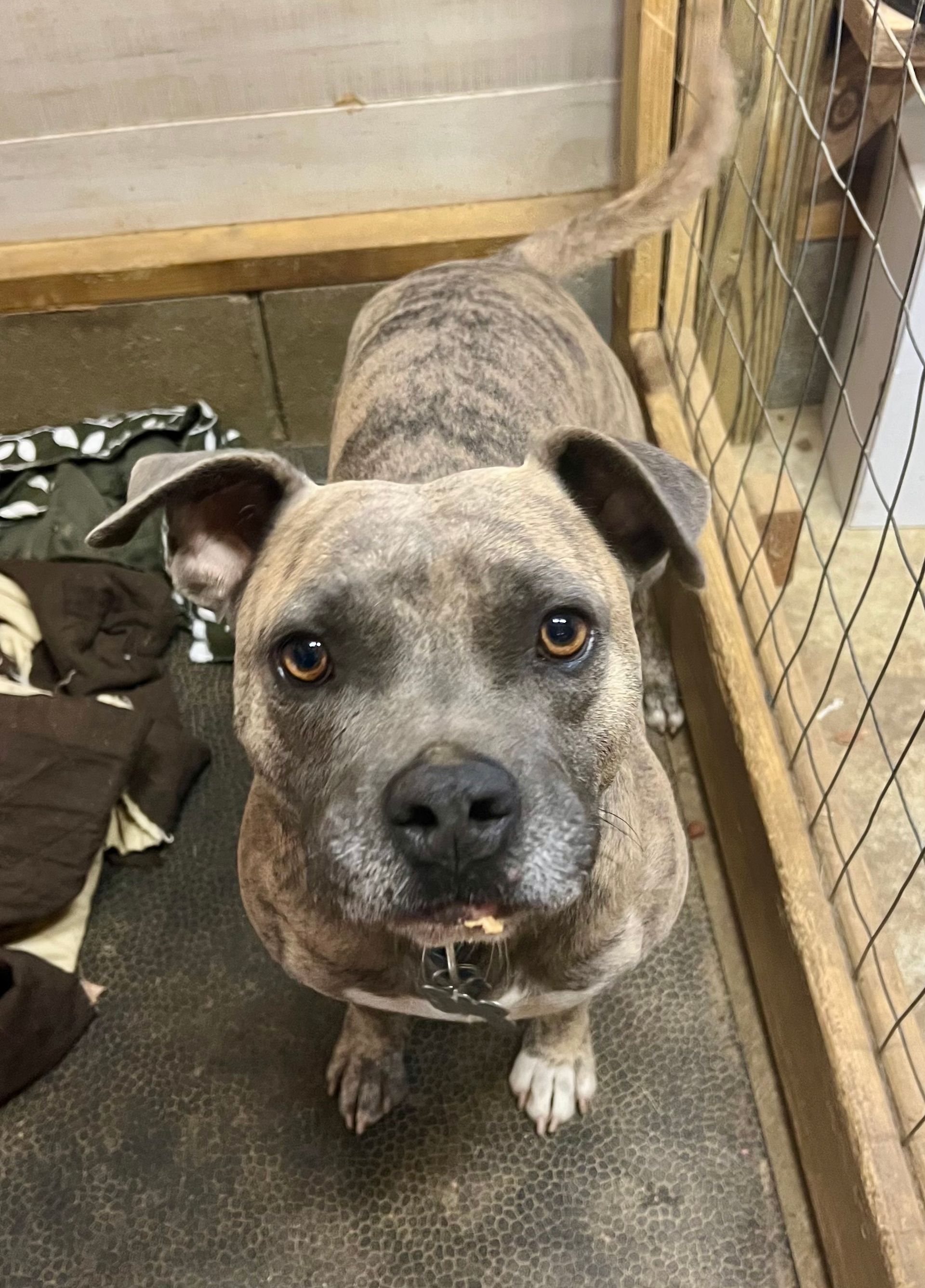 Brindle-coated dog with floppy ears looking at the camera, inside a kennel.
