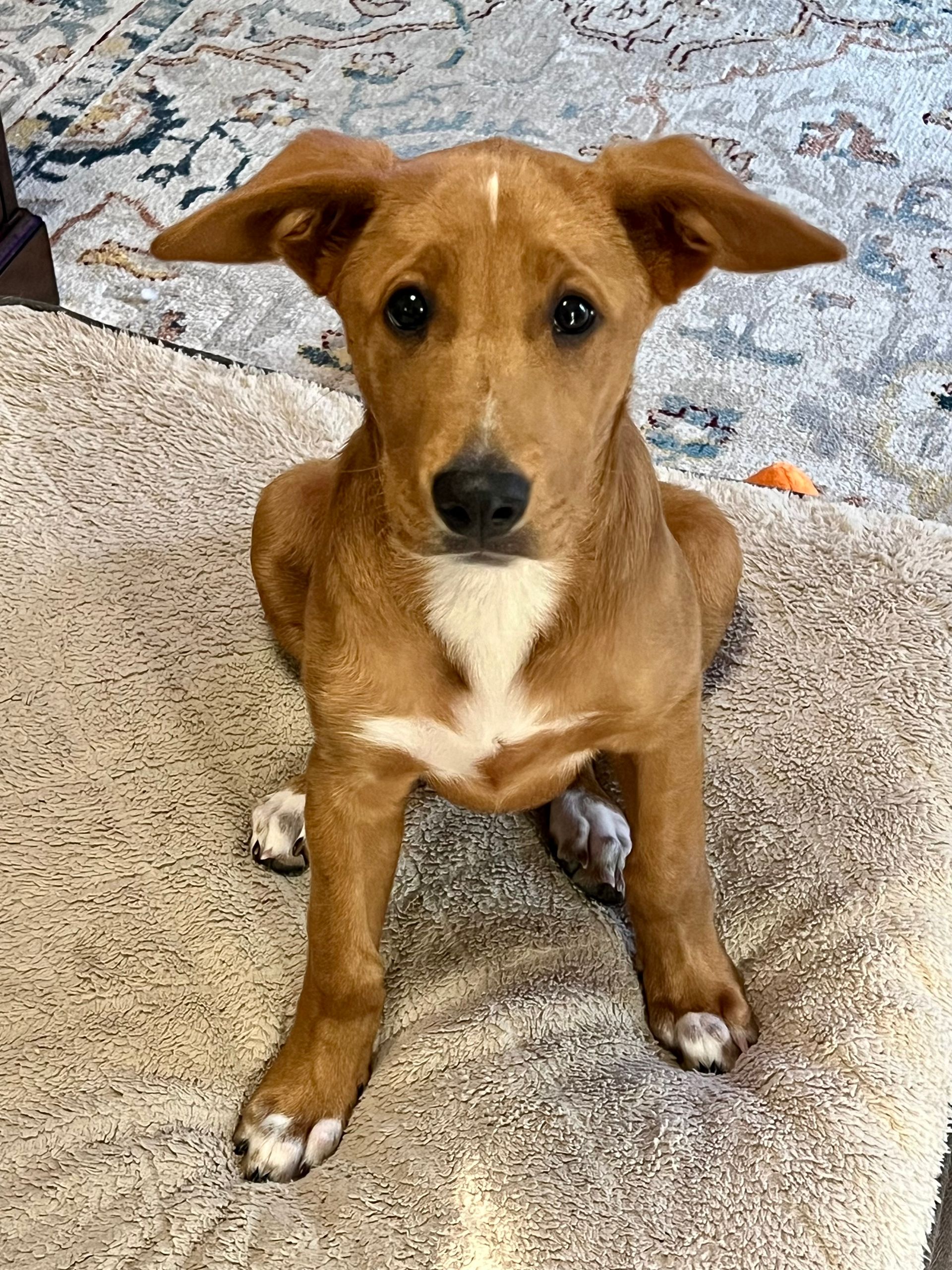 Brown dog with upright ears and white markings sits on a rug.