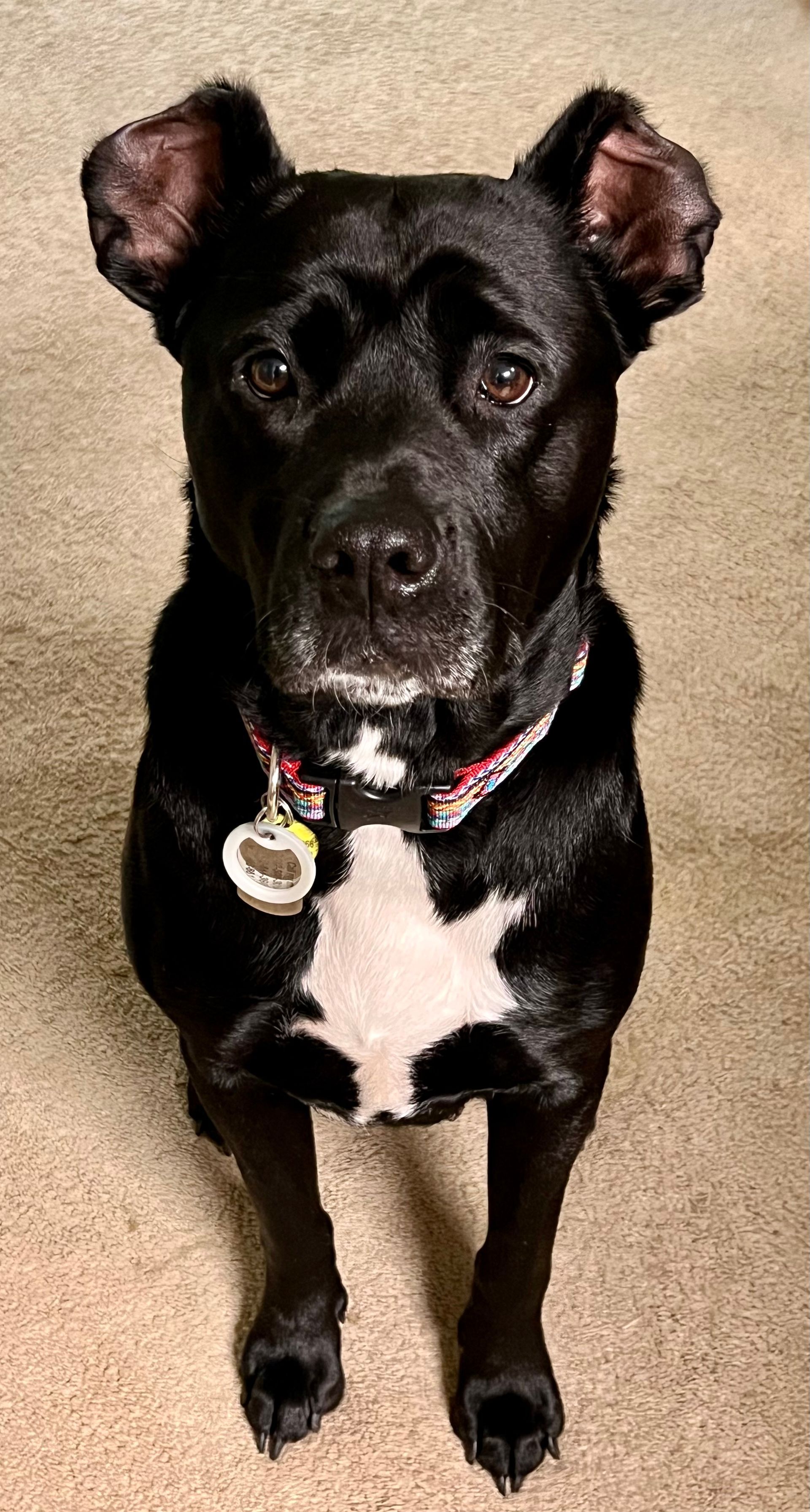 Black dog with white chest, floppy ears, wearing a collar, looking at the camera.
