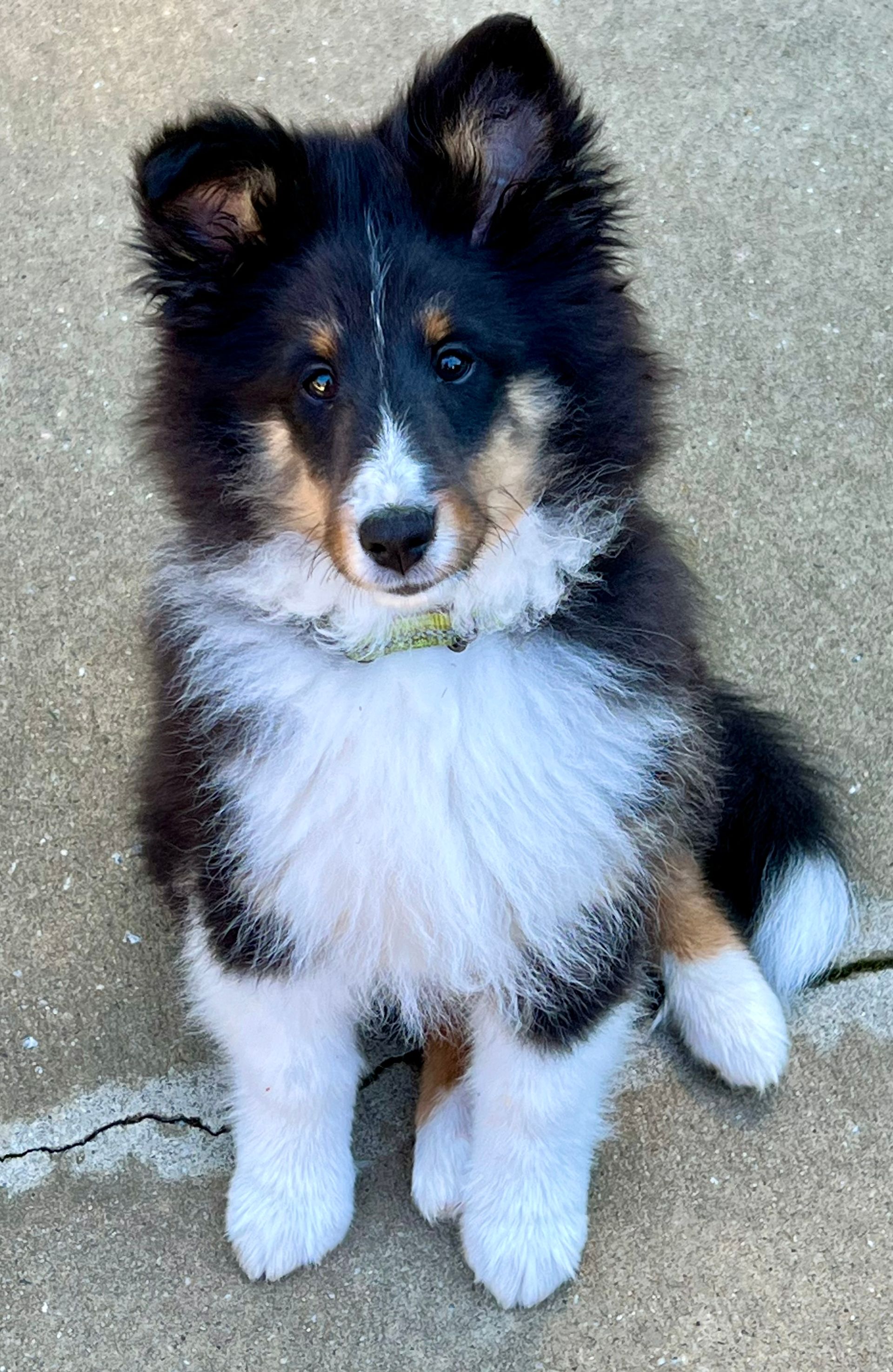 Fluffy black, white, and tan Sheltie puppy sits on concrete, looking up.