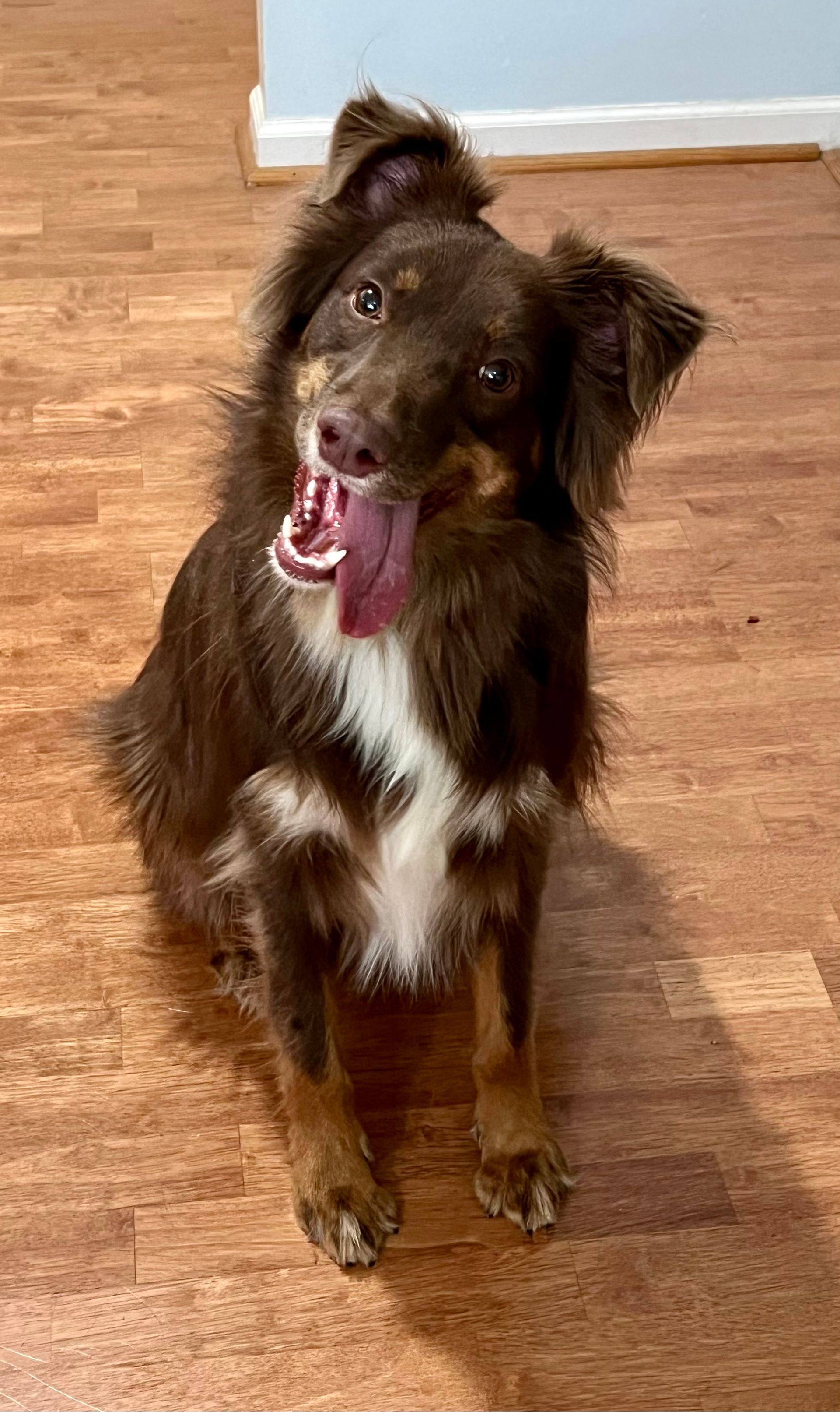 Brown dog with a white chest and floppy ears, panting and tilting its head.