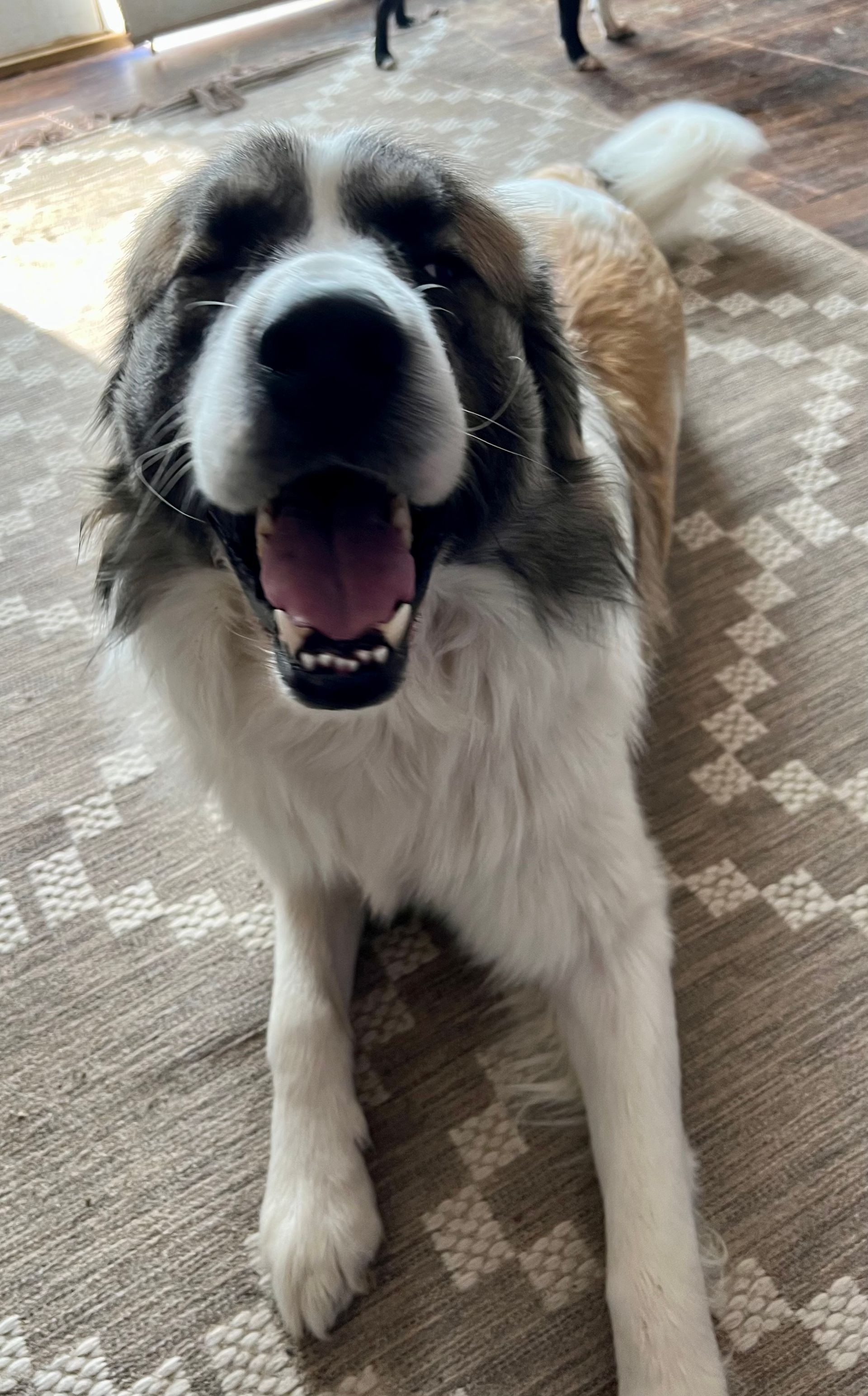 Happy, fluffy dog lying on a patterned rug, panting with mouth open.