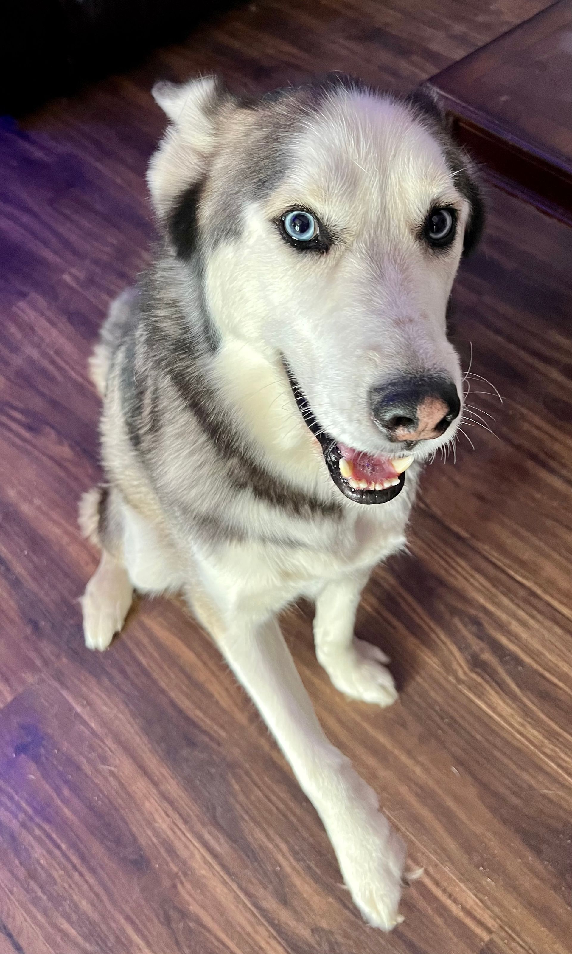 Husky with blue eyes, covered in snow, sits and smiles on a wooden floor.