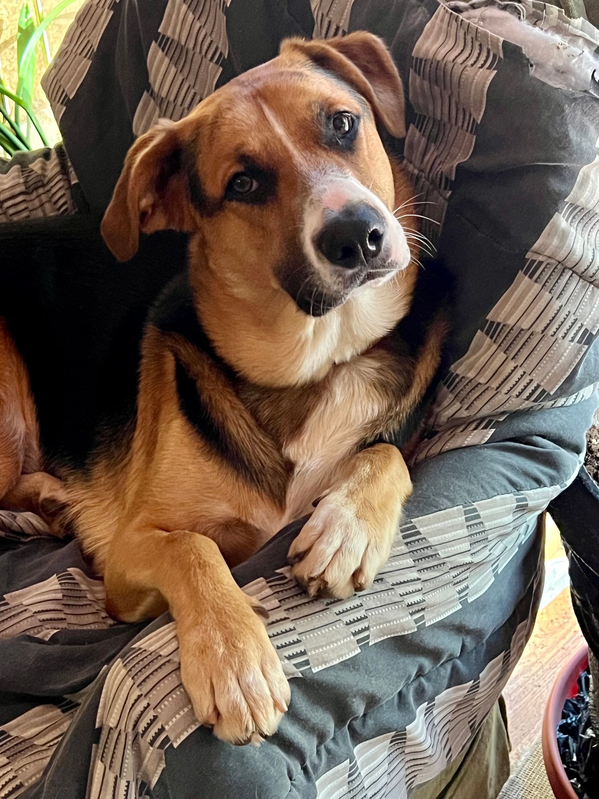 Brown and black dog resting on patterned fabric, looking at the viewer with a curious expression.
