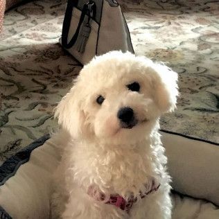 White Bichon Frise puppy in a dog bed, wearing a pink collar, looking at the viewer.