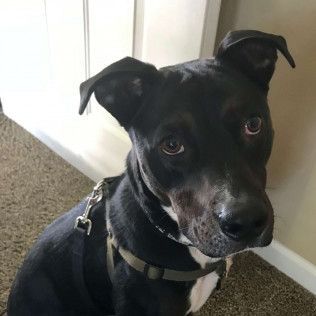 Black dog with brown eyes wearing a harness, looking at the camera indoors.