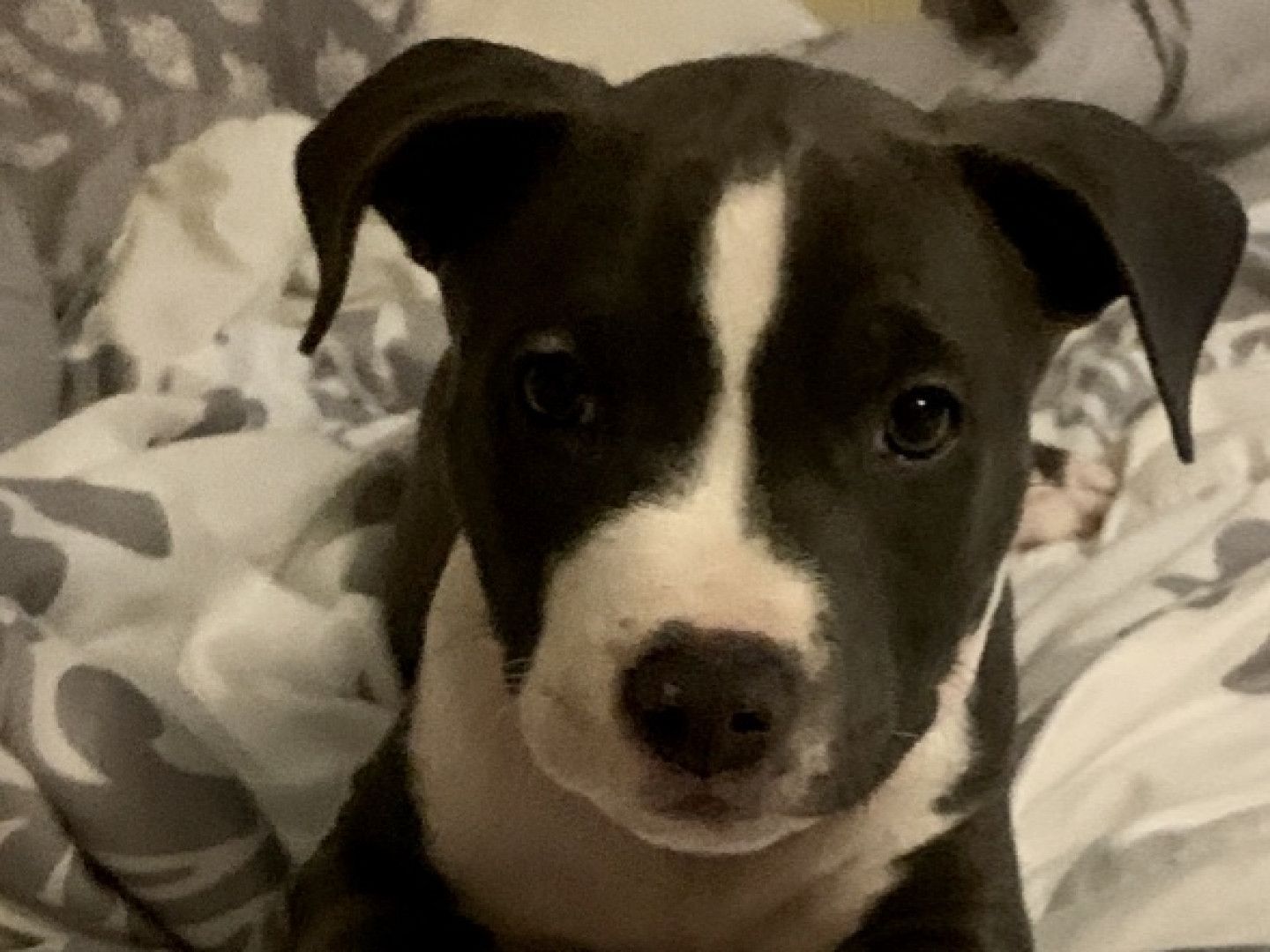 Blue and white pitbull puppy looking at the camera with a curious expression, lying down on a bed.