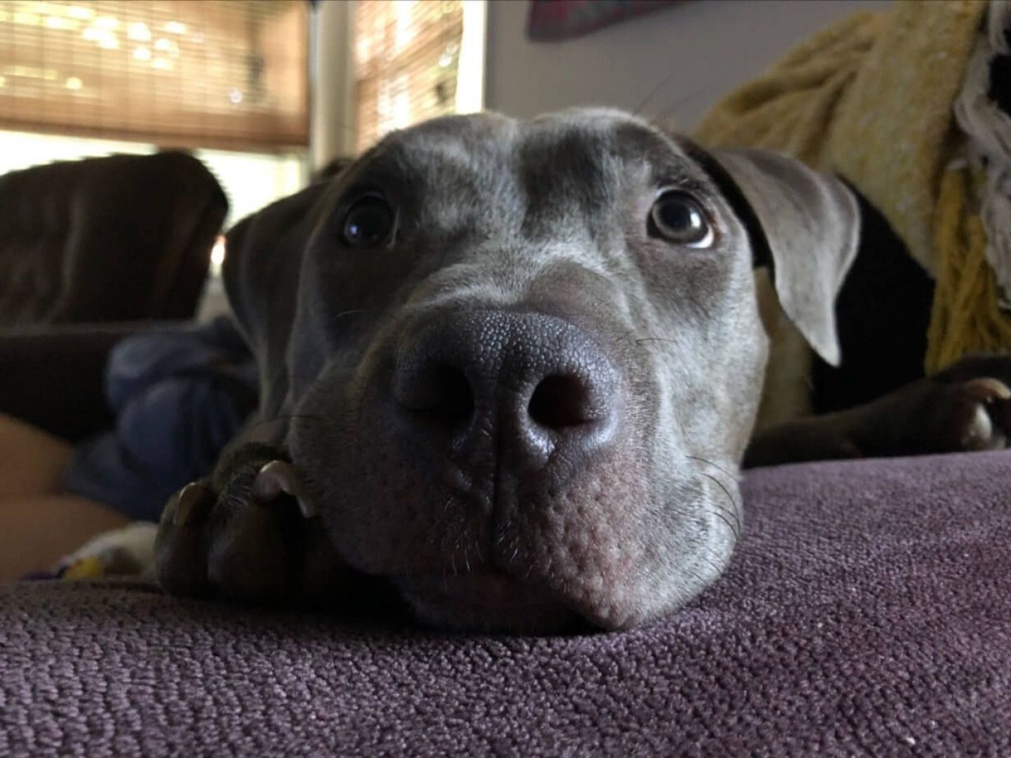 Close-up of a gray pit bull resting head on a purple couch, gazing intently at the viewer.