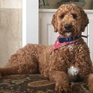 Golden doodle dog with curly brown fur, wearing a blue collar and red bandana, resting indoors.