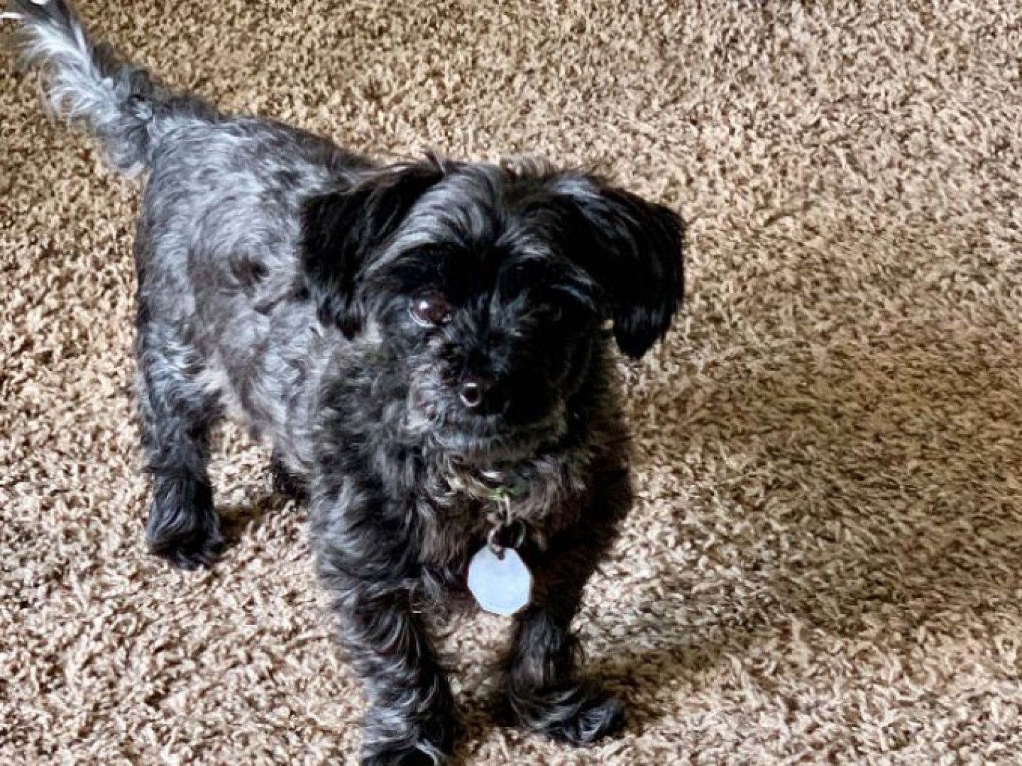 Small, black and silver dog with floppy ears stands on a light brown carpet, looking at the camera.