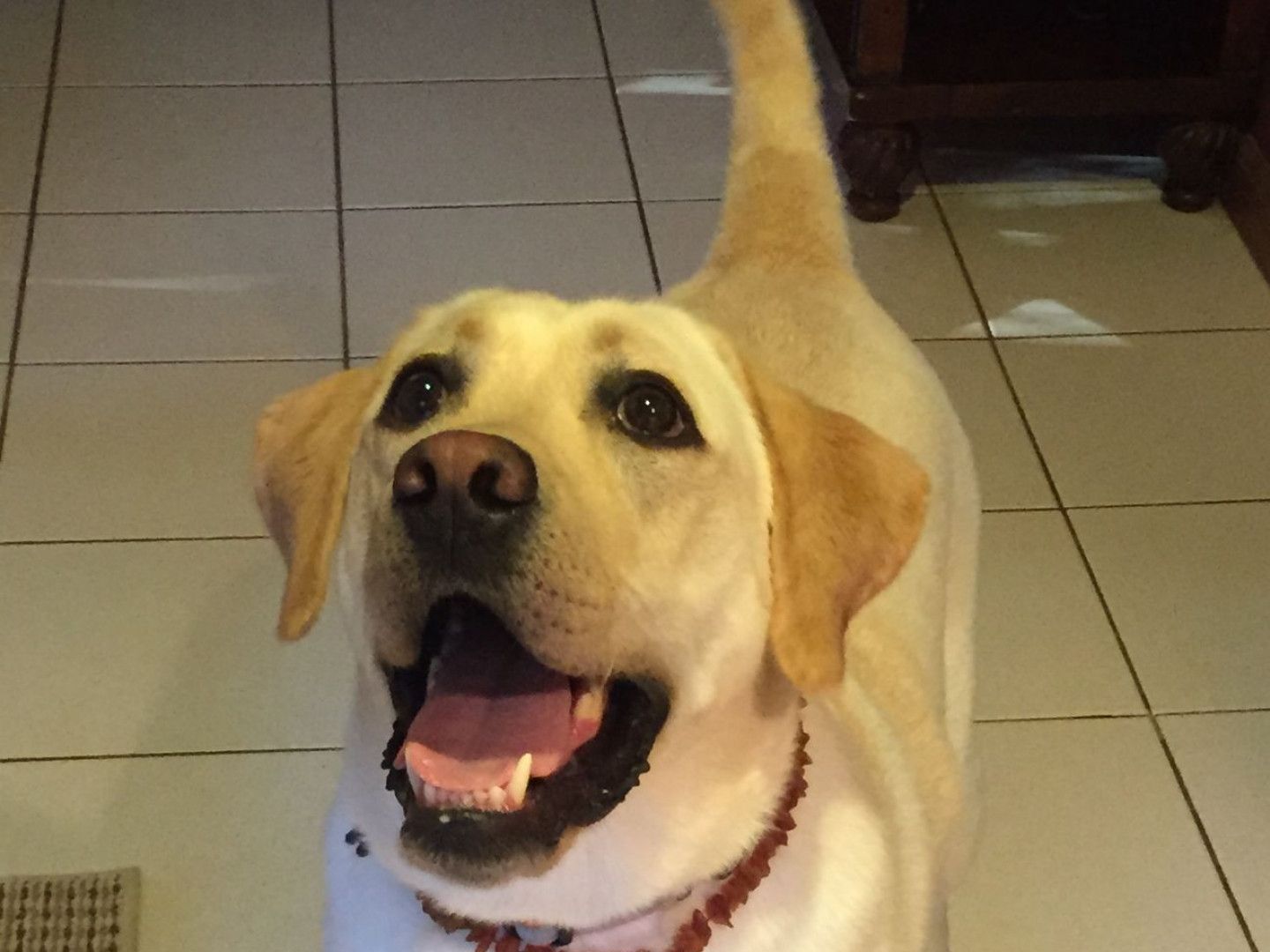 Yellow Labrador with open mouth and raised tail, standing on white tile floor.
